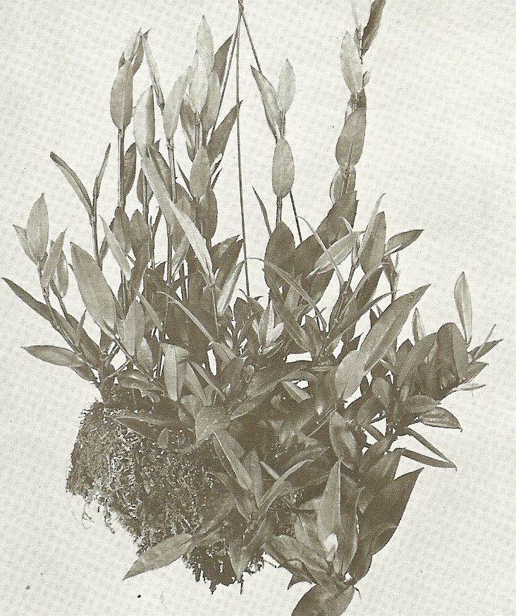 B. rhopalocarpa